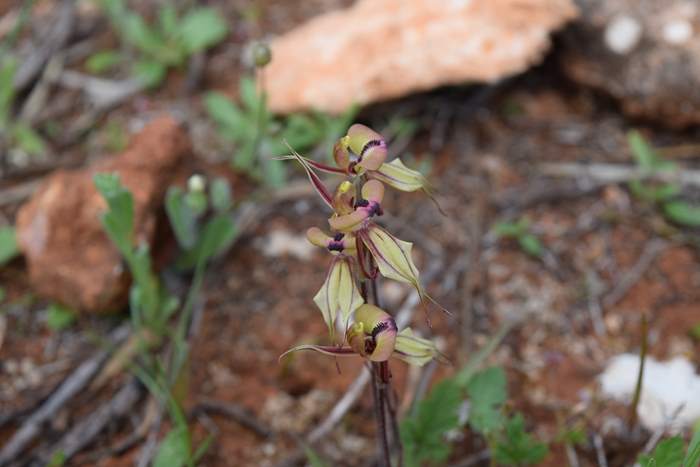 Caladenia cristata - Crested Spider Orchid-Sep-2018p0015.JPG